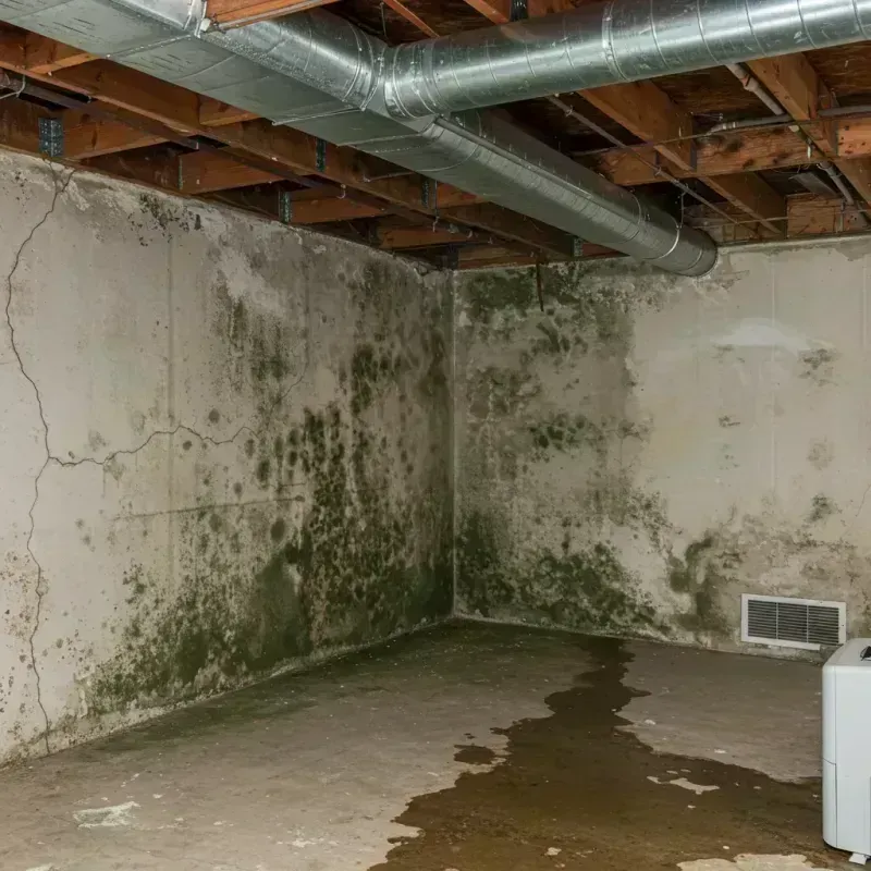 Professional Mold Removal in Wilmerding, PA